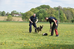 Umundurowany policjant trzyma na smyczy psa, który pokazuje kły. obok pozorant, który schyla się by podnieść przedmiot z trawy.