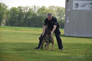 Umundurowany policjant trzyma psa, który jest gotowy do ataku