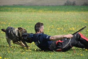 Pies atakuje policyjnego pozoranta ciągnąc go za rękę