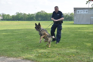 Umundurowany policjant trzyma psa, który jest gotowy do ataku